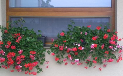 5 nesporných výhod sítí do oken